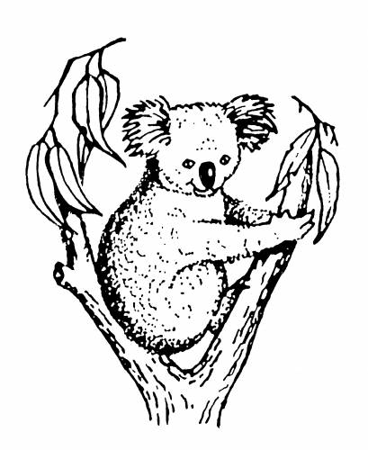 Koala Accounting & Taxation - Newcastle Accountants 9