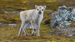 Prepare yourself for a look at a rare albino caribou calf photographed possibly for the first time Newcastle Accountants